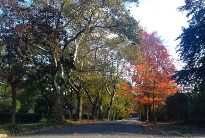 Glen Ridge Borough. Orellana Mead and Highland, a street with trees.